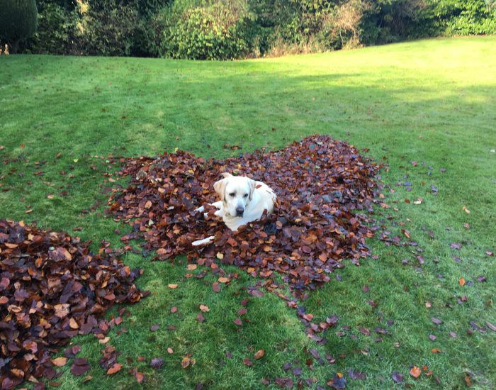 Denby Dale Garden Services - Clearing