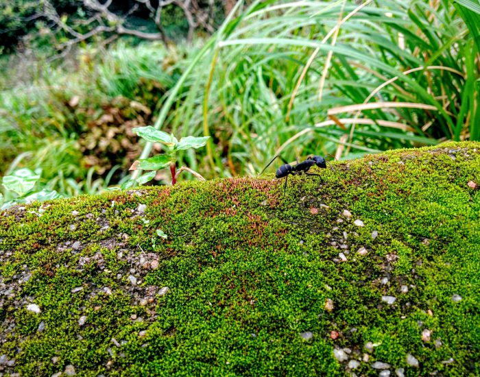 Denby Dale Garden Services - Moss