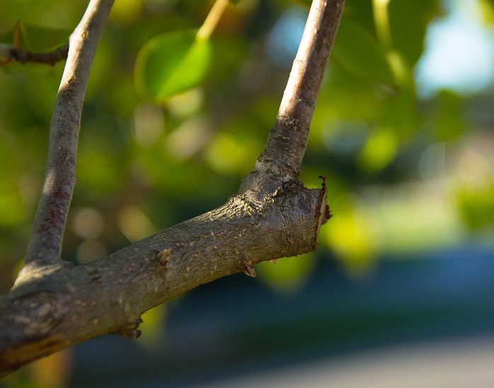 Denby Dale Garden Services - Pruning