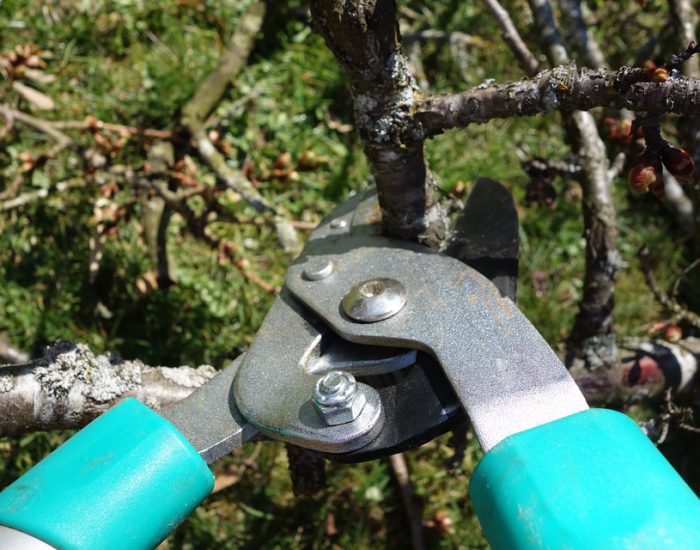 Denby Dale Garden Services - Pruning